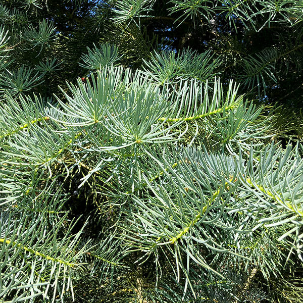 Abies concolor