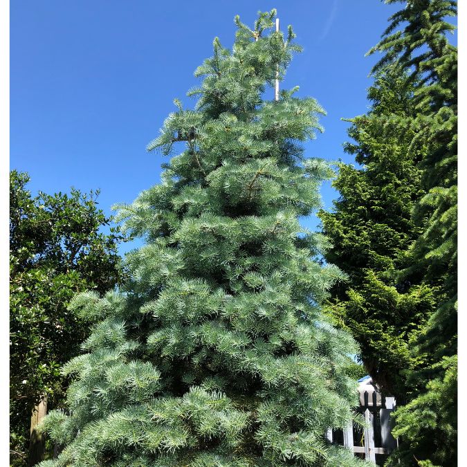 Abies concolor