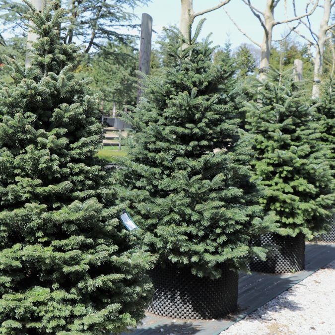 Abies nordmanniana