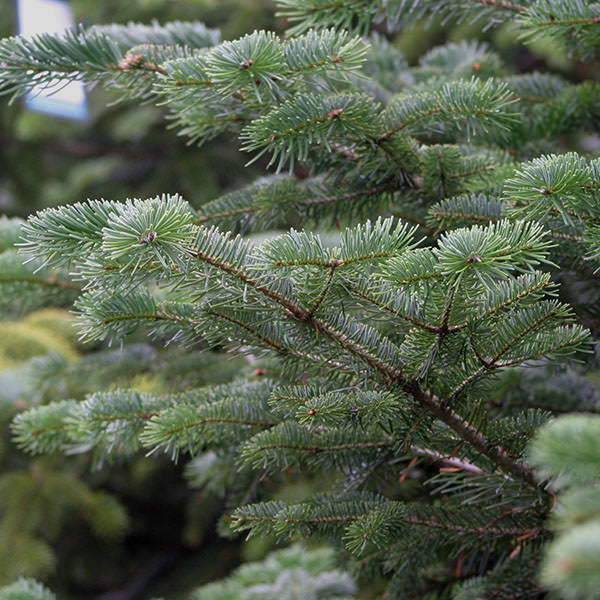 Abies nordmanniana