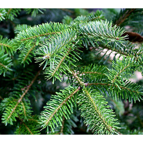 Abies nordmanniana