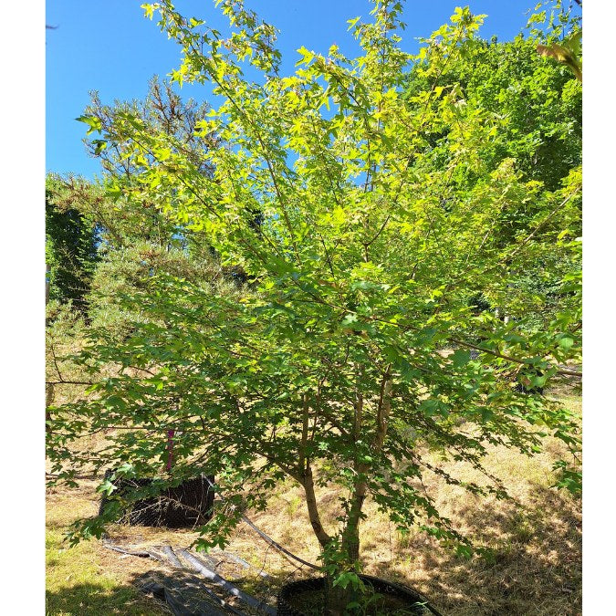 Acer campestre