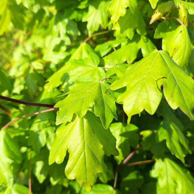 Acer campestre