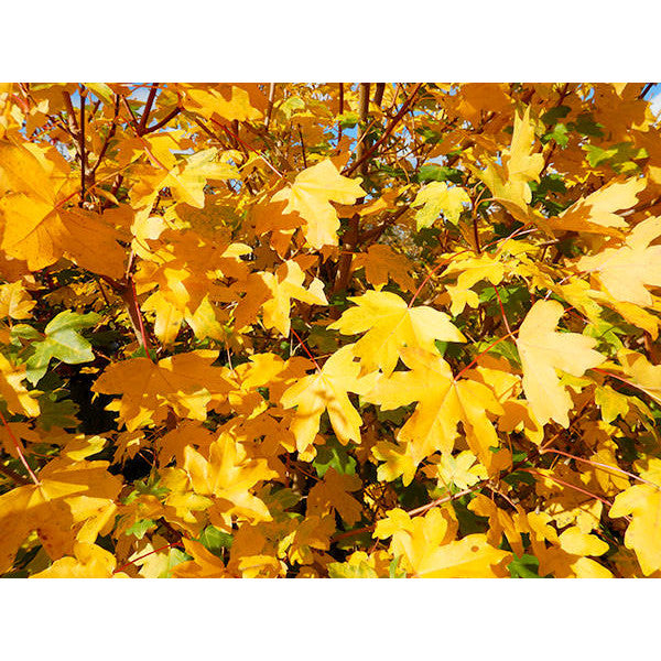 Acer campestre