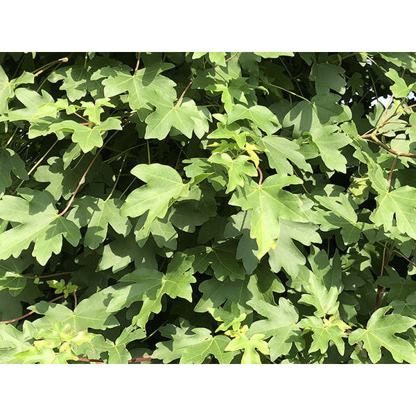 Acer campestre