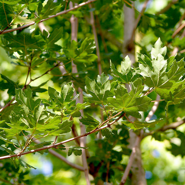 Acer campestre 'Elegant' – Majestic Trees