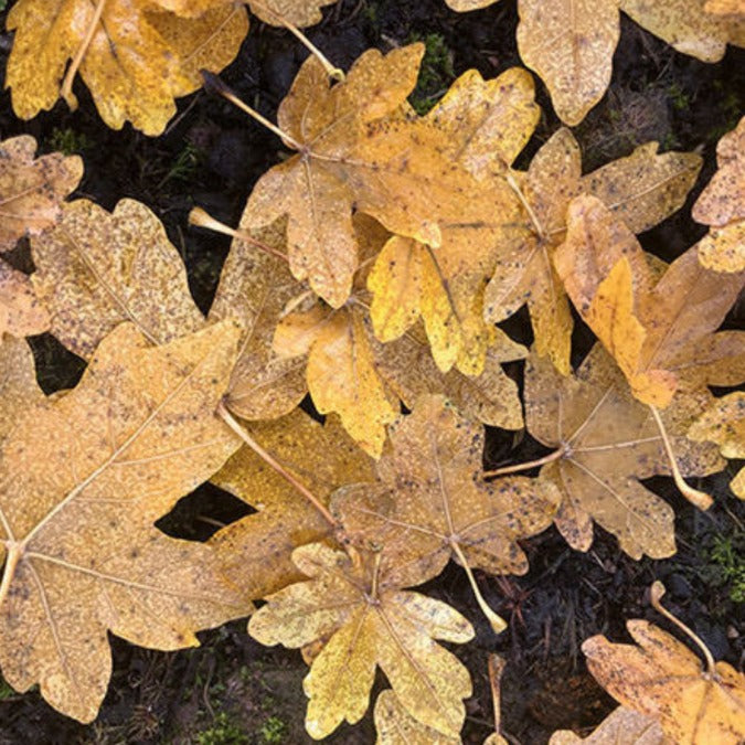 Acer campestre 'Elegant'