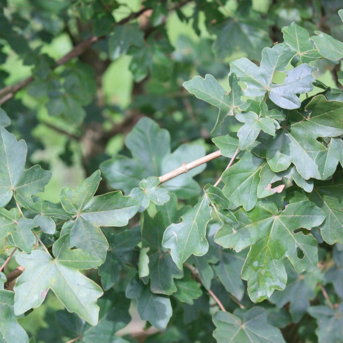 Acer campestre 'Elegant'