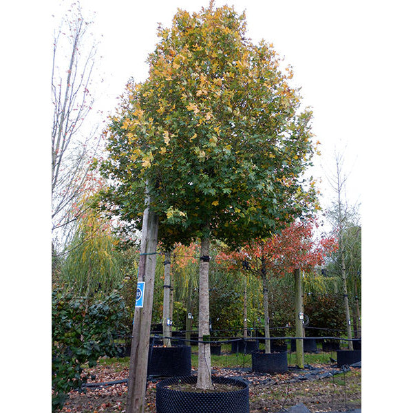 Acer campestre 'Elegant'