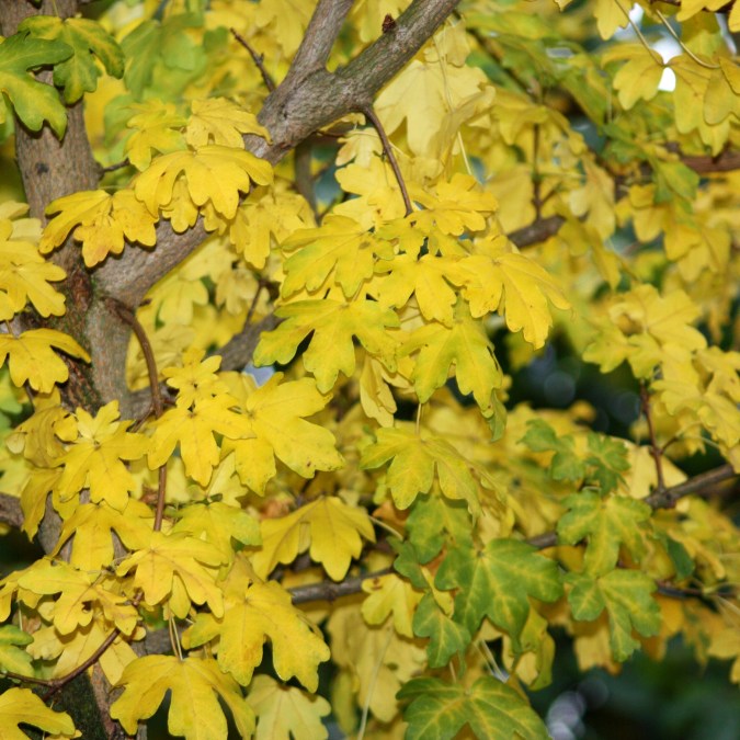 Acer campestre 'Elsrijk'