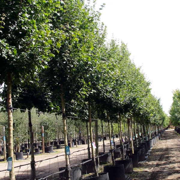 Acer campestre 'Elsrijk'