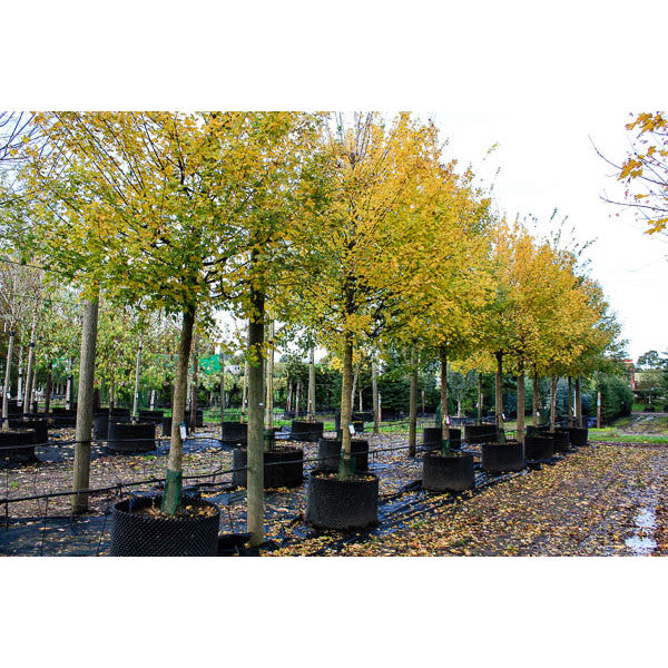 Acer campestre 'Elsrijk'