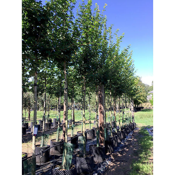 Acer campestre 'Elsrijk'