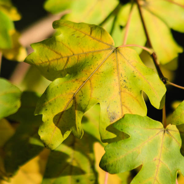 Acer campestre 'Elsrijk'