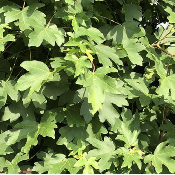 Acer campestre (Hedging)