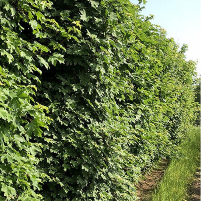 Acer campestre (Hedging)