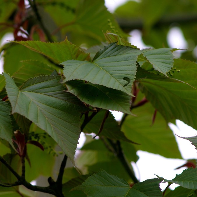 Acer capillipes