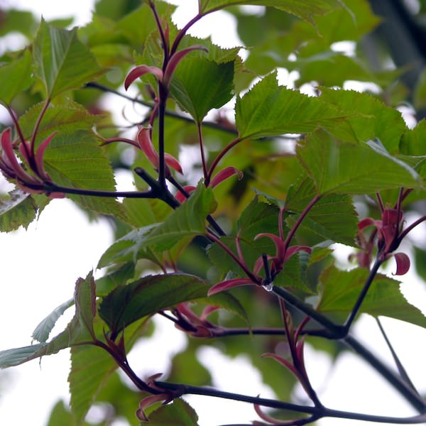 Acer capillipes