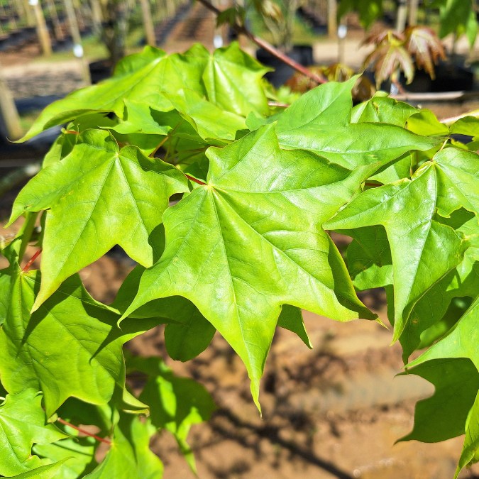 Acer cappadocicum 'Rubrum'