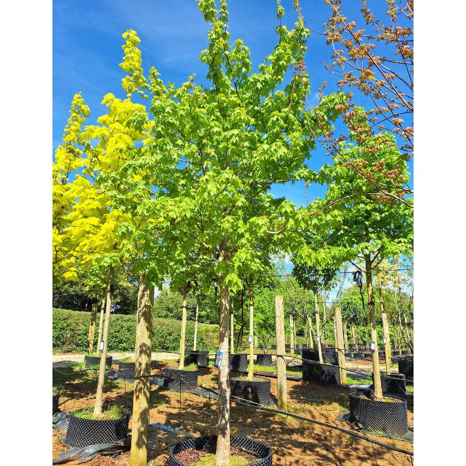 Acer cappadocicum 'Rubrum'