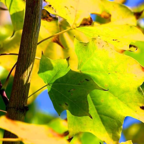 Acer cappadocicum 'Rubrum'