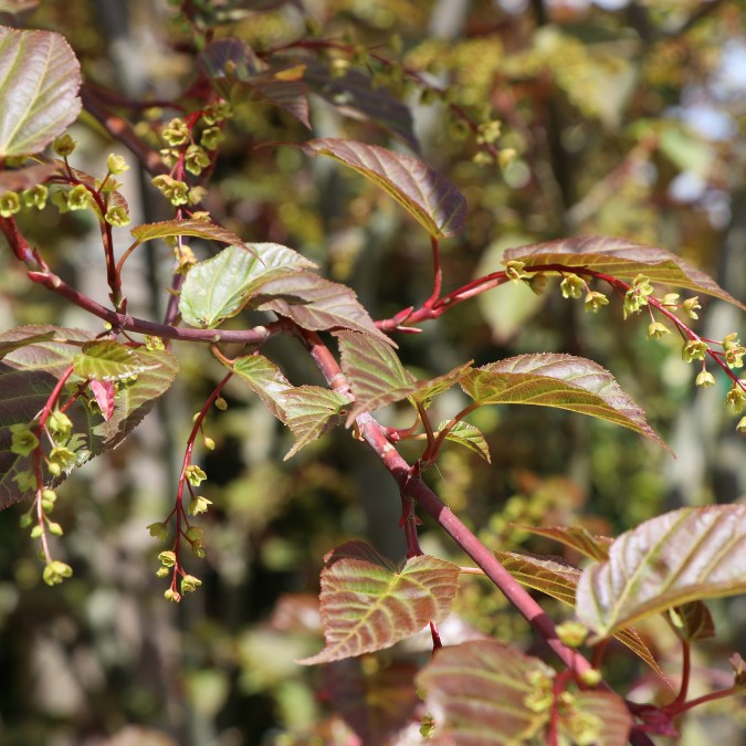 Acer davidii