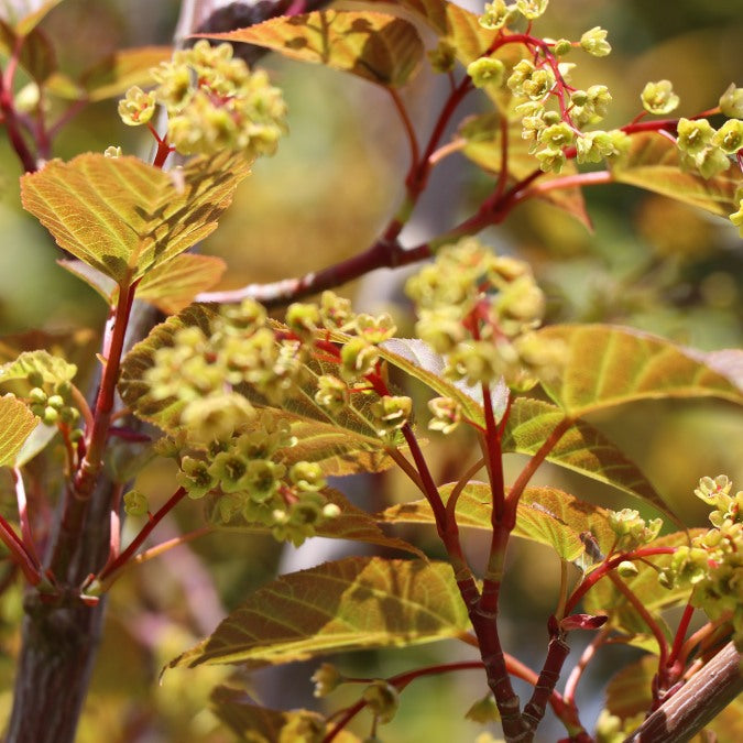 Acer davidii