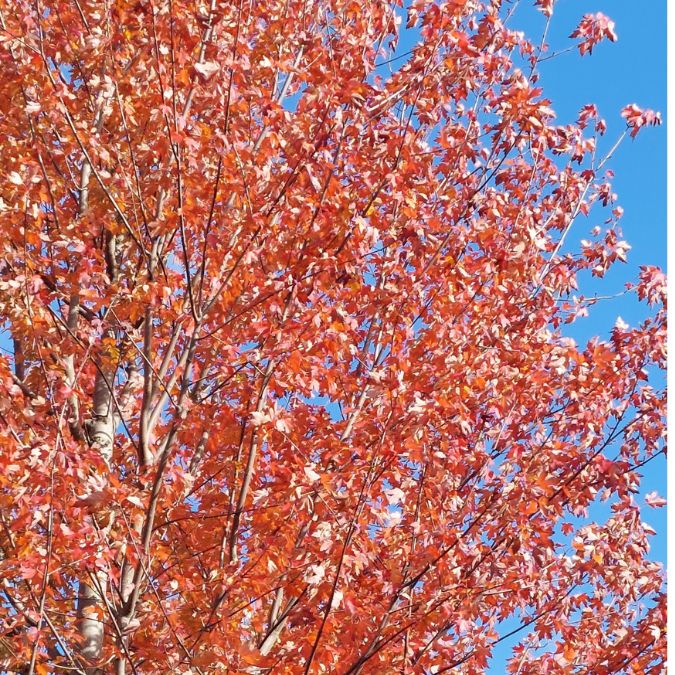 Acer × freemanii 'Autumn Blaze'