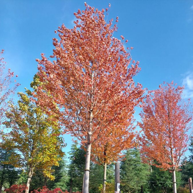 Acer × freemanii 'Autumn Blaze'