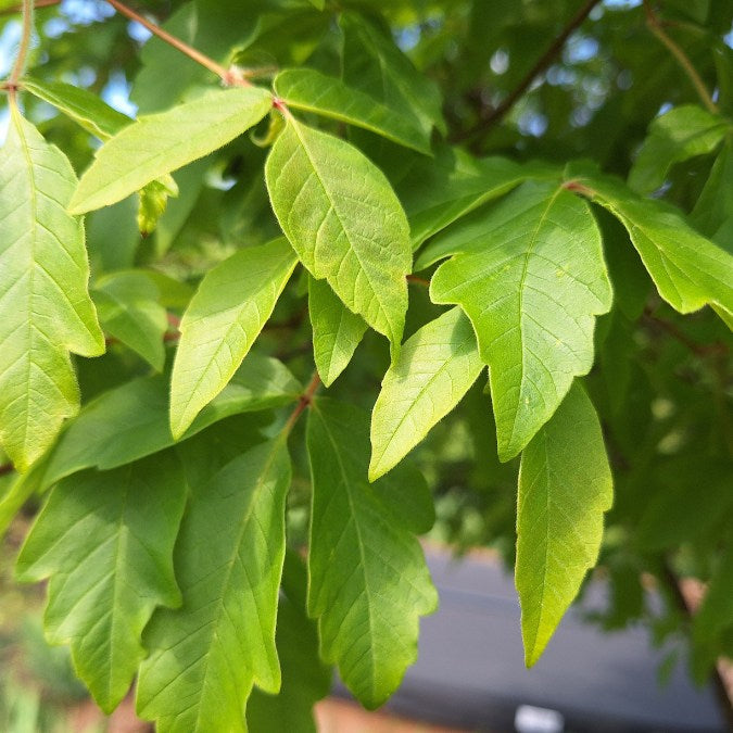 Acer griseum