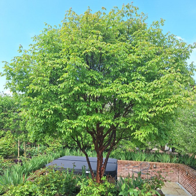 Acer griseum