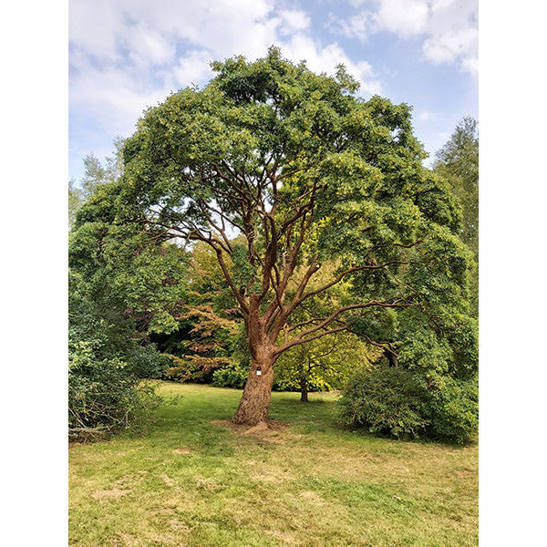 Acer griseum