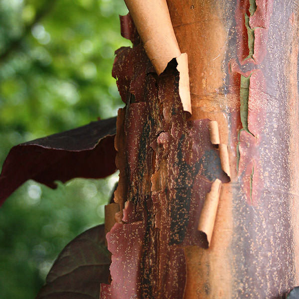 Acer griseum