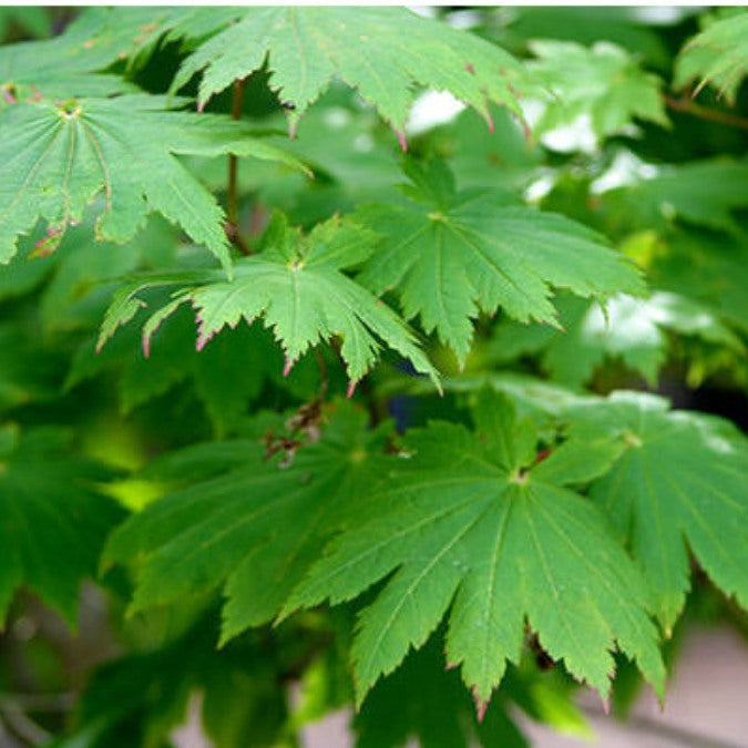 Acer japonicum 'Vitifolium'