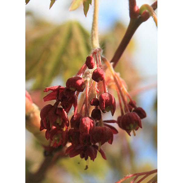 Acer japonicum 'Vitifolium'