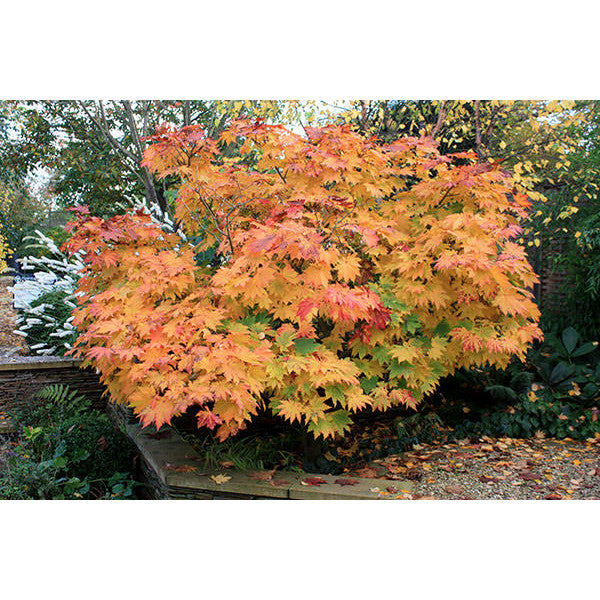 Acer japonicum 'Vitifolium'