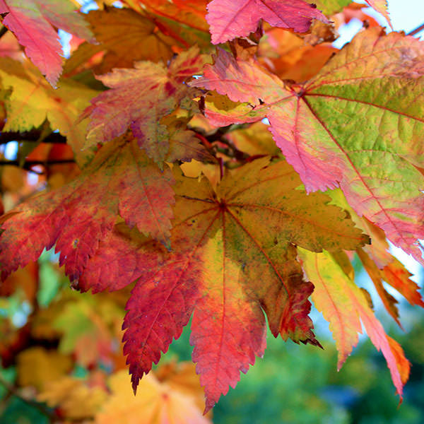 Acer japonicum 'Vitifolium'