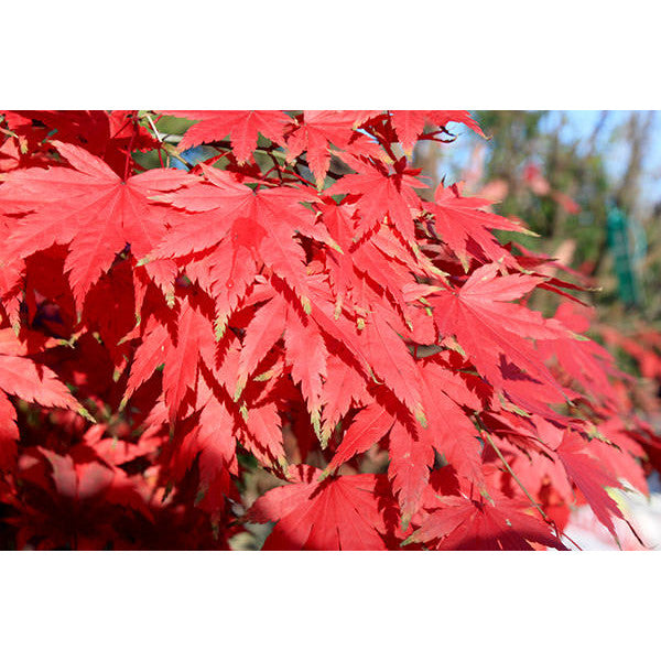 Acer palmatum