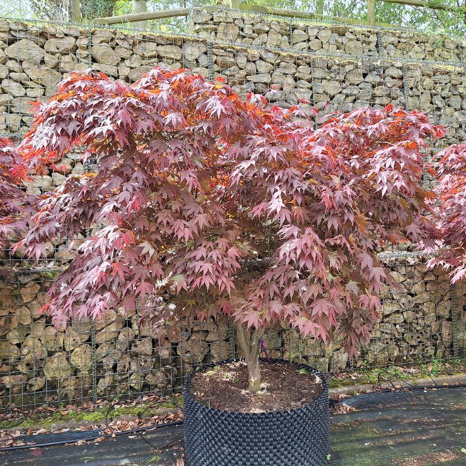 Acer palmatum  'Atropurpureum'