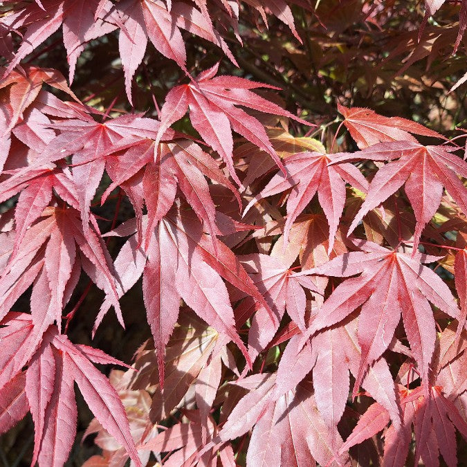 Acer palmatum  'Atropurpureum'