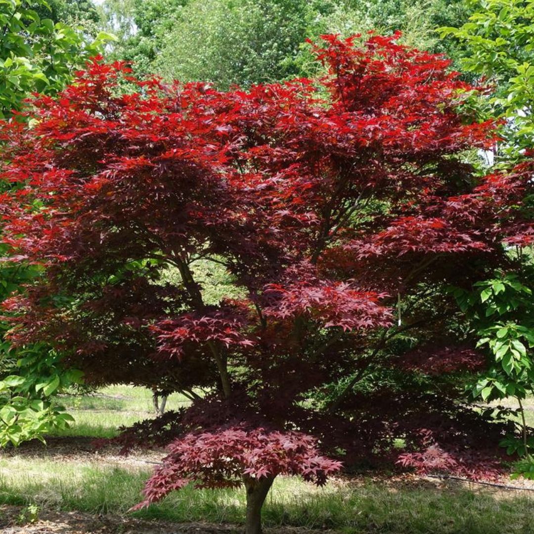 Acer palmatum  'Atropurpureum'