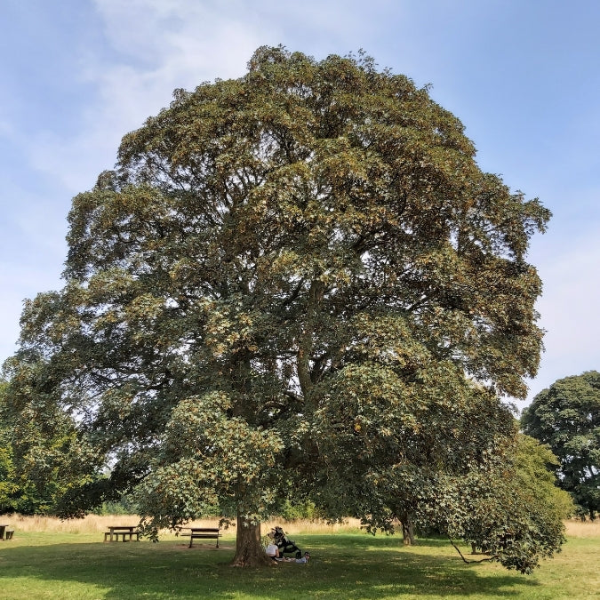 Acer pseudoplatanus 'Atropurpureum'
