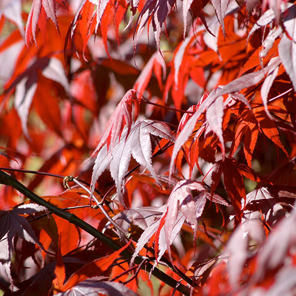Acer palmatum 'Bloodgood'
