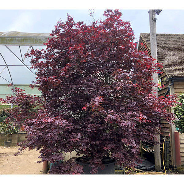 Acer palmatum 'Bloodgood'