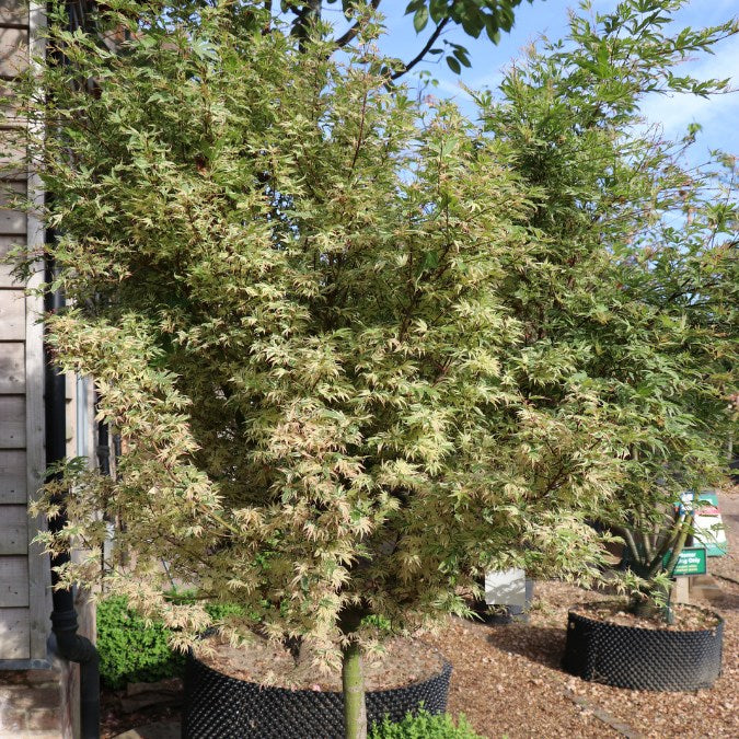 Acer palmatum 'Butterfly'