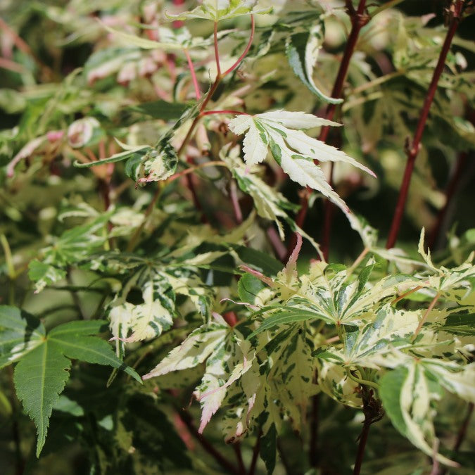 Acer palmatum 'Butterfly'