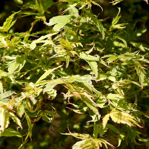 Acer palmatum 'Butterfly'