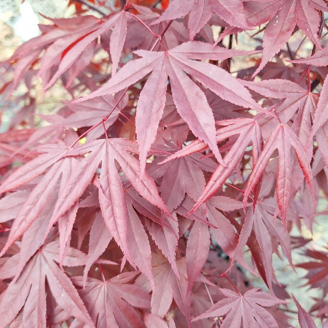 Acer palmatum 'Fireglow'