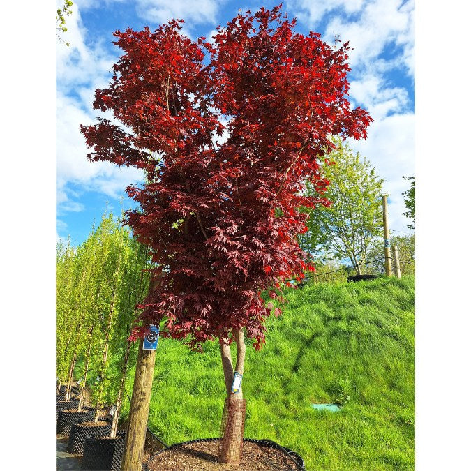 Acer palmatum 'Fireglow'