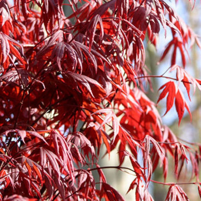 Acer palmatum 'Fireglow'